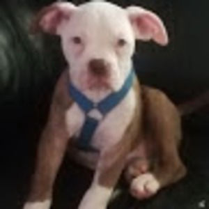 Meet your Posher, Roxy